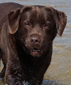 a brown dog is wading in the water