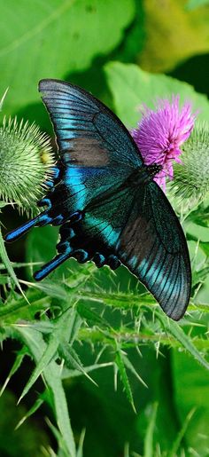 a blue and black butterfly sitting on top of a purple flower