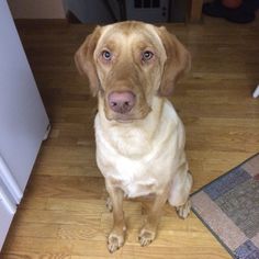 a brown dog sitting on top of a hard wood floor next to a white refrigerator