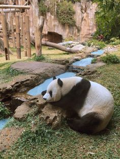 a panda bear laying on top of a rock next to a small pool of water