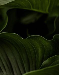 close up view of large green leaves in the dark