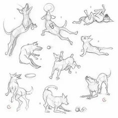 some drawings of dogs playing with a ball and jumping up in the air to catch it