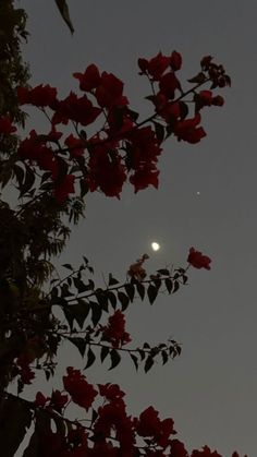 the moon is seen through some red flowers