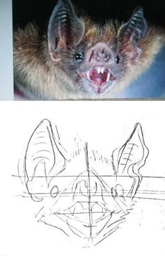 a bat with its mouth open next to a drawing of it's face and teeth