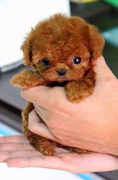 a person holding a small brown dog in their left hand and the caption reads, babyamis