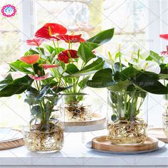 three vases with flowers in them sitting on a window sill next to a plate