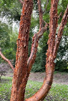 the trunk of a tree with brown bark