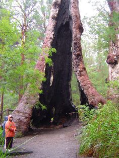 a man standing next to a giant tree in the forest