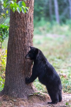 a black bear standing on its hind legs next to a tree