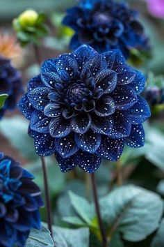 some very pretty blue flowers with water droplets on them