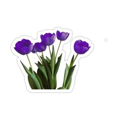 purple tulips sticker on white background