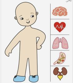 an image of a cartoon character with different organs