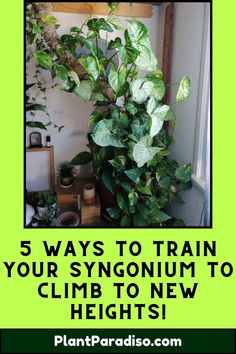 Train Your Syngonium How To Train, 5 Ways, Climbing, Train, Health