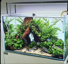 an aquarium with plants and rocks in it