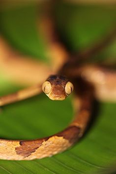 a close up of a snake on a leaf