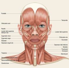 the muscles and their major structures are labeled in this diagram, with labels on each side