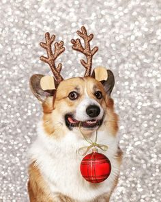 a dog wearing reindeer antlers and a red ornament hanging from its mouth