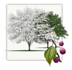 a painting of trees with flowers and fruit on the branch, in front of a white background