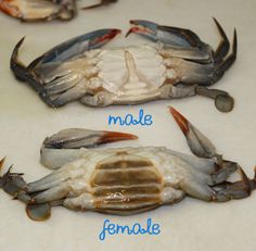 three crabs are shown with the names female and male