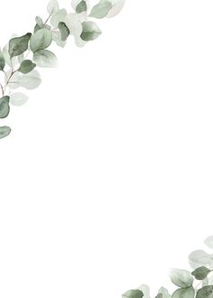 watercolor eucalyptus leaves on white background