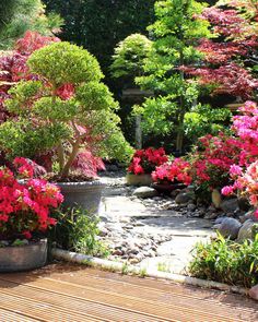 Create Zen in Your Backyard With the Best Shrubs & Trees for a Japanese Garden Back Garden Landscaping, Yoshino Cherry Tree, Japanese Barberry, Japanese Black Pine, Maidenhair Tree, Weeping Trees, Tranquil Garden, Bushes And Shrubs