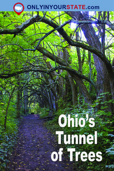 an image of a trail in the woods with text that reads, ohio's tunnel of trees