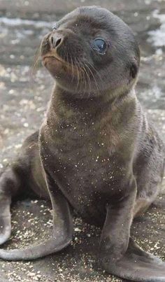 a baby seal sitting on top of a sandy beach next to the ocean and looking up