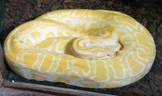 a large yellow snake is curled up on the ground