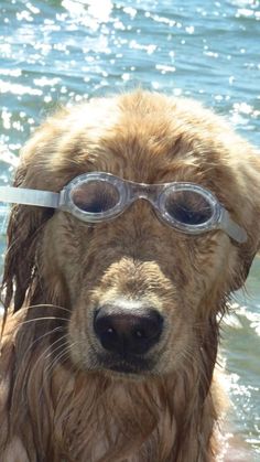 a wet dog wearing goggles in the water