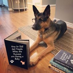 a german shepard dog laying on the floor next to a book about how to still get treats from humans