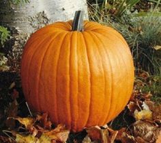 a large pumpkin sitting on top of leaves