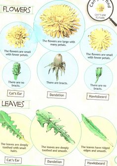 the flowers and leaves are labeled in this poster for kids to learn how to use them