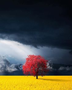 a lone tree stands in the middle of a yellow field under a stormy, dark sky