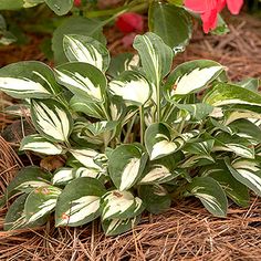 a plant with white and green leaves in the middle of some brown grass next to red flowers