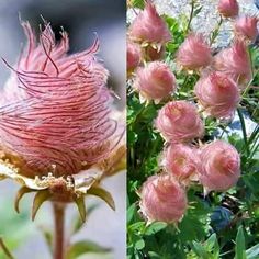 Deer Resistant Flowers, Perennial Flower, نباتات منزلية, Unusual Flowers, Fall Plants, Exotic Flowers, Flower Seeds, Dream Garden, Cut Flowers