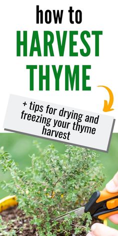 someone using scissors to trim a plant with the words how to harvest and harvest thyme