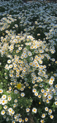 a field full of white and yellow flowers