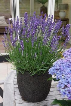 some purple flowers are in a pot on a table