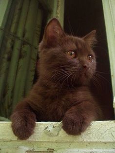 a brown cat sitting on top of a window sill looking at the camera with one eye open