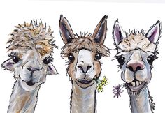 three llamas with flowers in their mouths, one is white and the other is brown