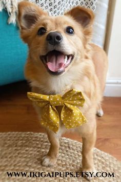 a small dog wearing a yellow polka dot bow tie standing on a rug in front of a couch