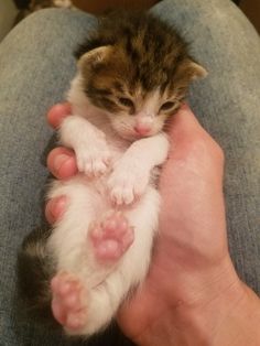 a small kitten is being held in someone's hand with it's paws