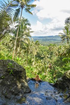 a man swimming in a pool surrounded by palm trees and greenery on a sunny day