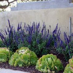 some purple flowers and green plants in front of a cement wall with blue leaves on it