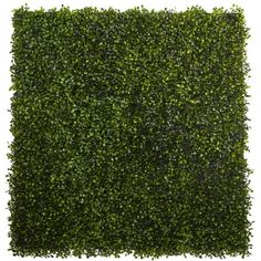 a square shaped boxwood hedge is shown in the shape of a square, with green leaves