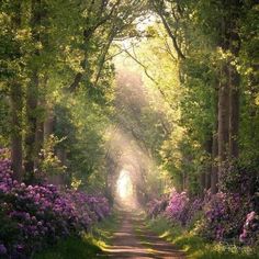 a dirt road surrounded by lush green trees and purple flowers on both sides of it