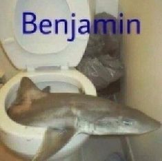 a cat sitting on top of a toilet seat next to a shark