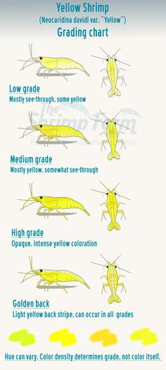 yellow shrimp chart with different types and colors