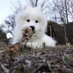 a fluffy white dog chewing on a stick in the grass with trees in the background