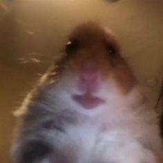 a blurry photo of a hamster looking at the camera